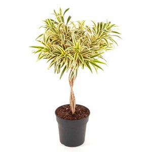 Dracaena Song of India twisted 24Ø 80cm