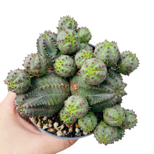 Euphorbia pseudoglobosa