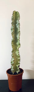 Euphorbia Ingens Variegata Marmorata