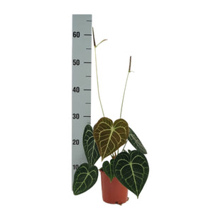 Anthurium clarinervium 12Ø 35cm