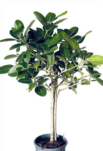 Ficus petite Audrey Fikusas mažoji Odrė