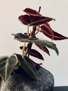 Begonia maculata Listada