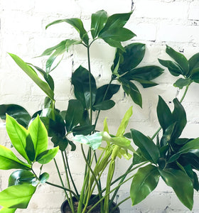 Philodendron Funny bunny