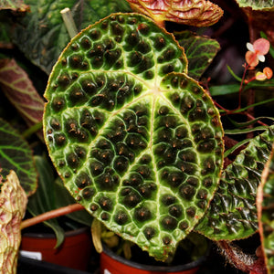 Begonia leaf Ferox