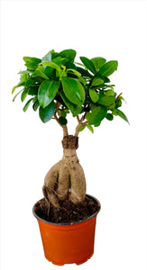 Ficus bonsai (Ficus microphylla Ginseng)
