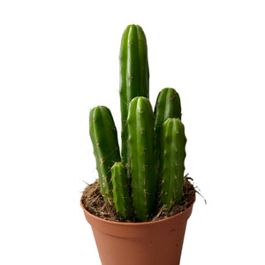 Echinopsis kaktusas